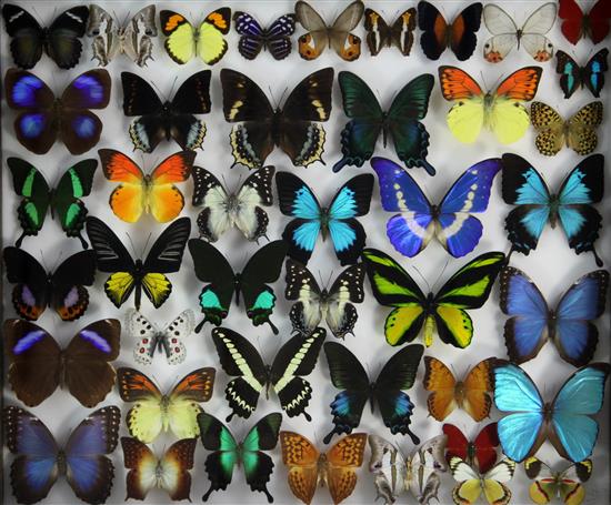 Entomological Interest: Four oak framed and mounted displays of butterfly specimens, collected 1980s onwards, largest frame 51 x 61cm.